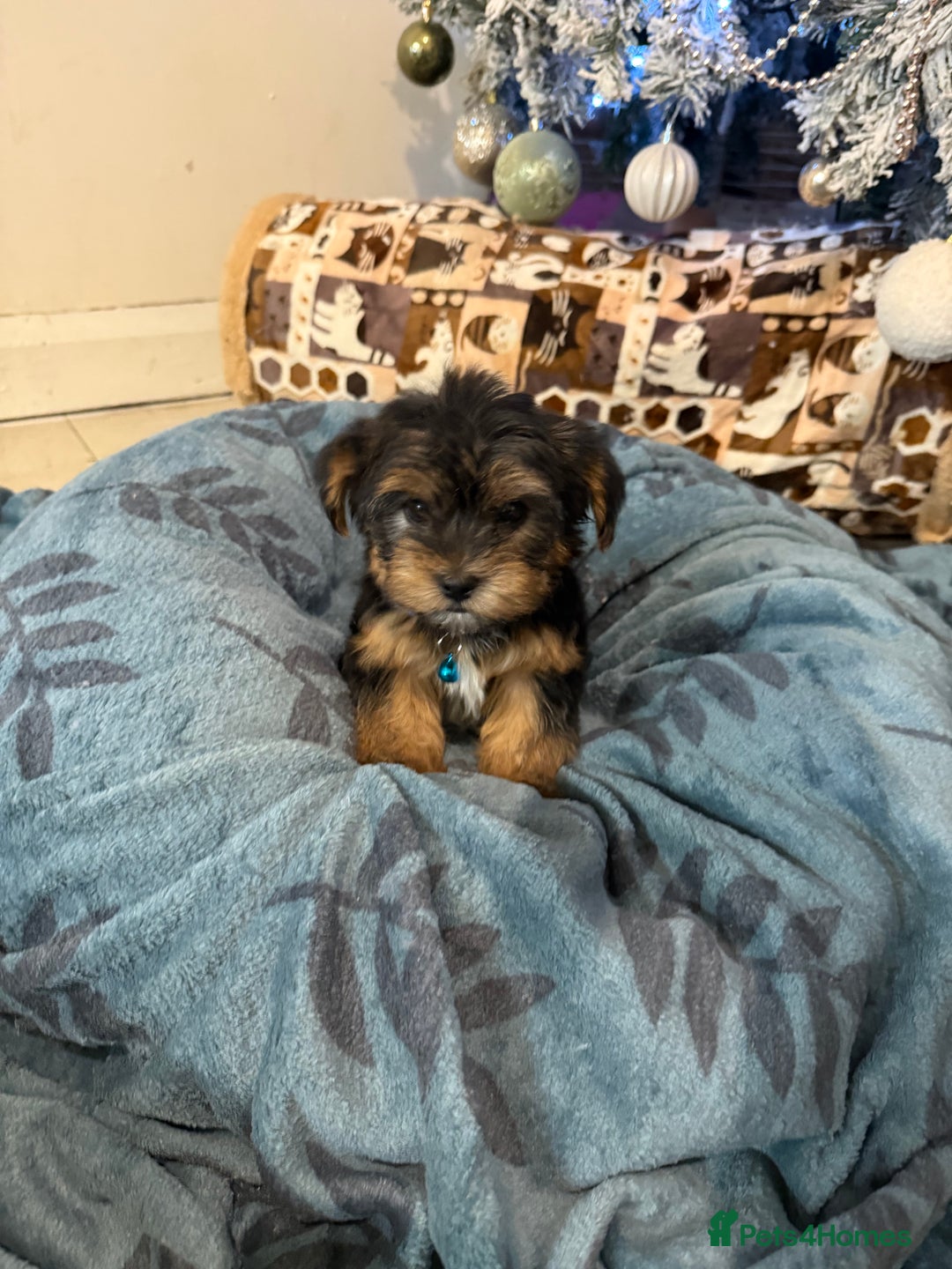Yorkshire Terrier dogs for sale: Mini Yorkshire Terrier  - Advert 19
