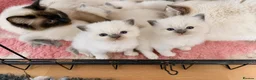 Ragdoll cats for sale: 🐾 last little girl 🐾 ready now 🐾 - Advert 6