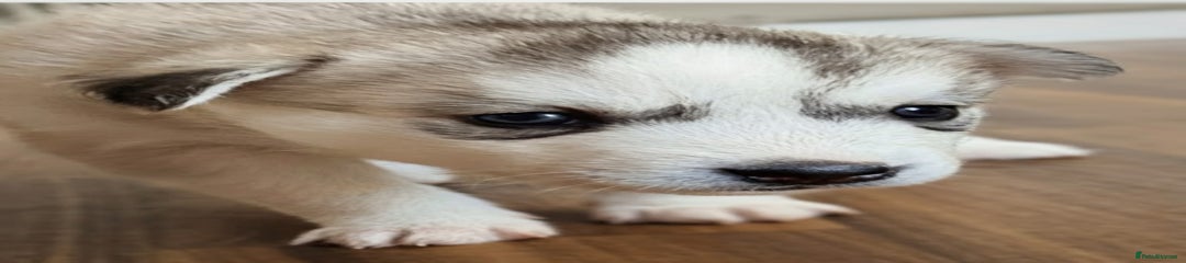 Siberian Husky Puppy 3