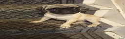 Pug dogs for sale: Rebecca  - Advert 4
