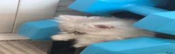 Persian cats for sale: Persian kittens  - Advert 3
