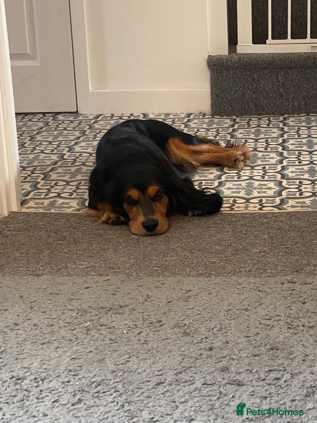 Cocker Spaniel dogs for sale: Beautiful Black and Tan Cocker Spaniel  - Advert 2