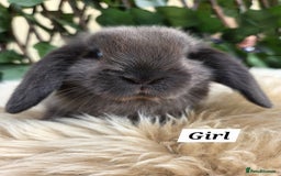 Mini Lop rabbits for sale: Pure bred Mini Lop Bunnies - Image 2