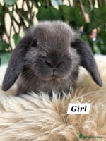 Mini Lop rabbits - Advert 4