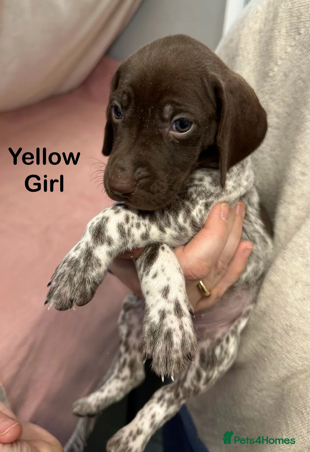 German Shorthaired Pointer dogs for stud: GSP Stud - Proven - Now available - Working / Pet  in Preston - Advert 9