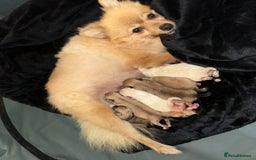 Pomeranian dogs for sale: Pomaranian puppies - Image 1
