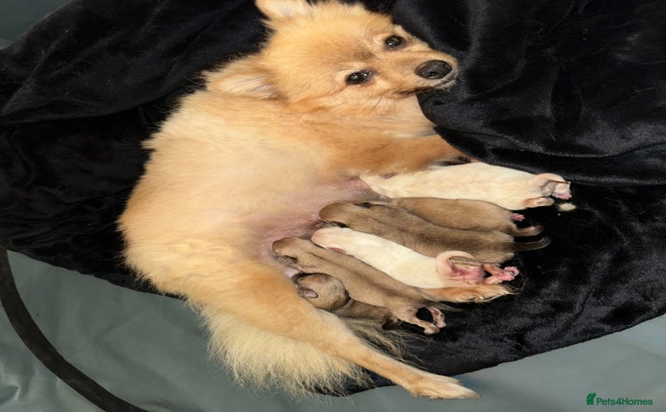 Pomeranian dogs - Advert 2