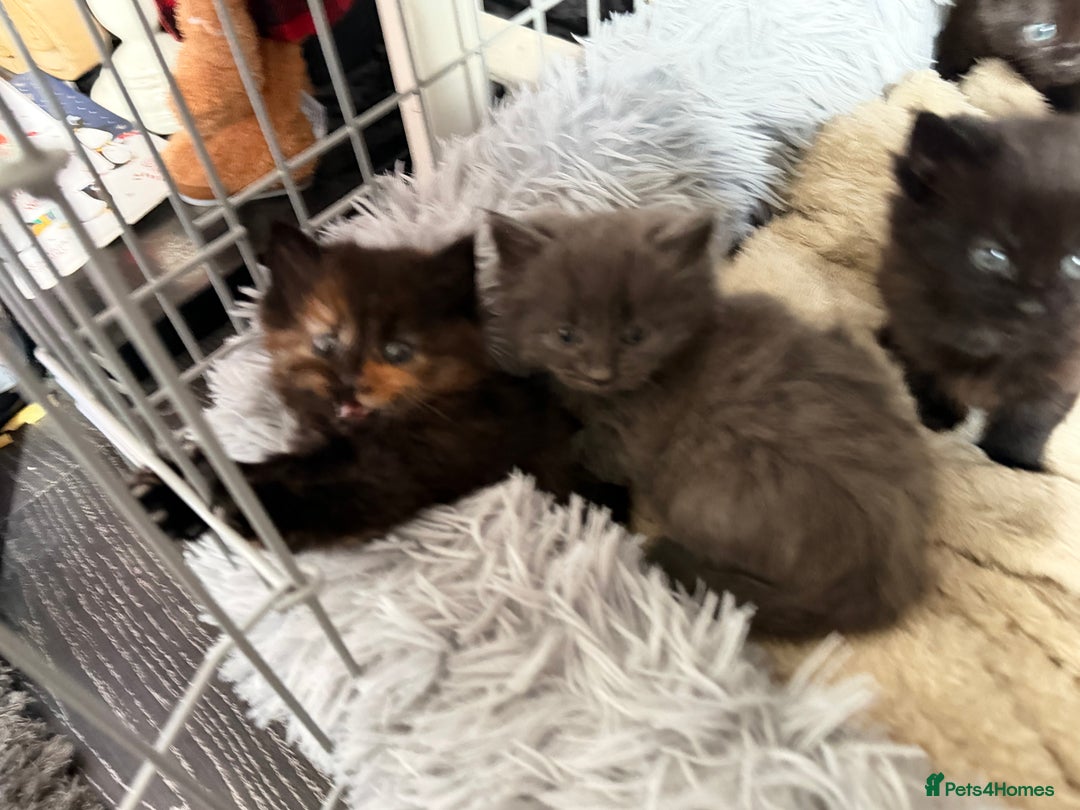 Mixed Breed cats for sale: 5 kittens  - Advert 7