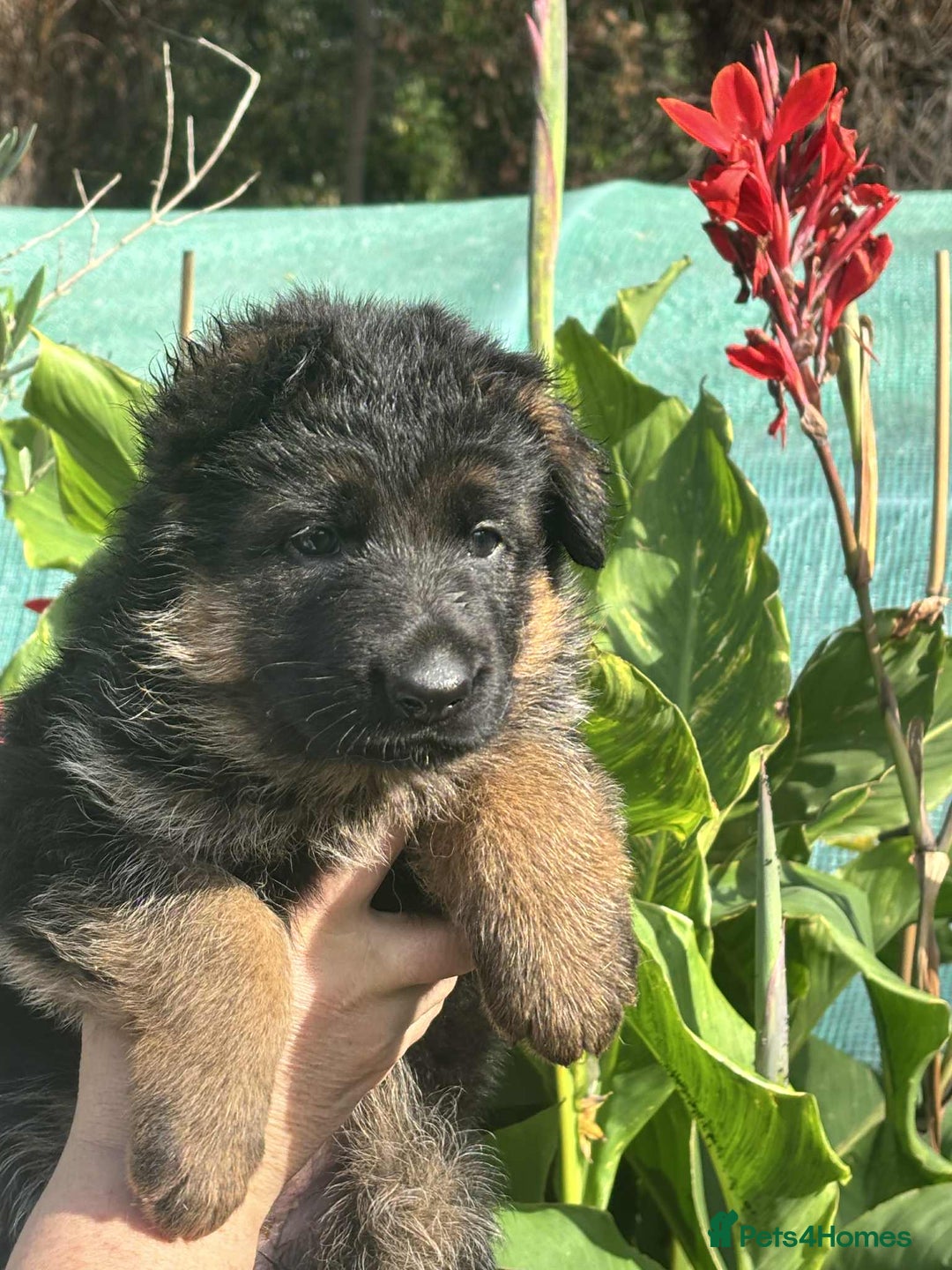 German Shepherd dogs for sale: German Shepherd Puppies KC registered - Image 13