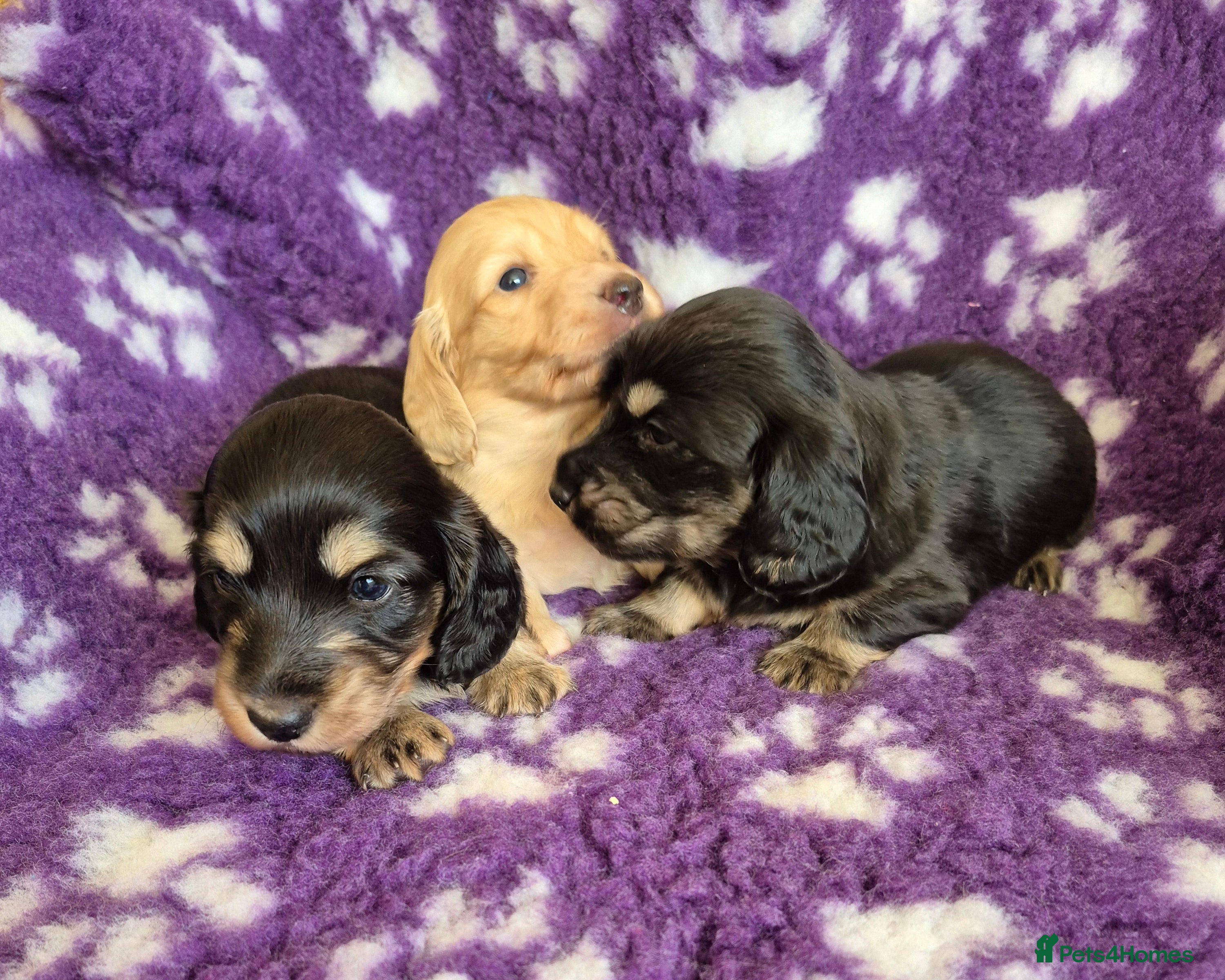 Miniature Dachshund dogs Long Hair Miniature Dachshund Puppies.  - Advert 1