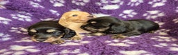 Miniature Dachshund dogs for sale: Long Hair Miniature Dachshund Puppies.  - Advert 1