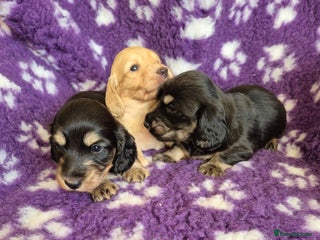 Miniature Dachshund dogs Long Hair Miniature Dachshund Puppies. - Advert 1
