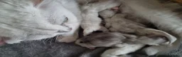 British Longhair cats for sale: Black silver shaded kitten - Advert 22