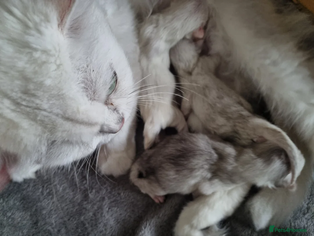 British Longhair cats for sale: Black silver shaded kitten - Advert 22