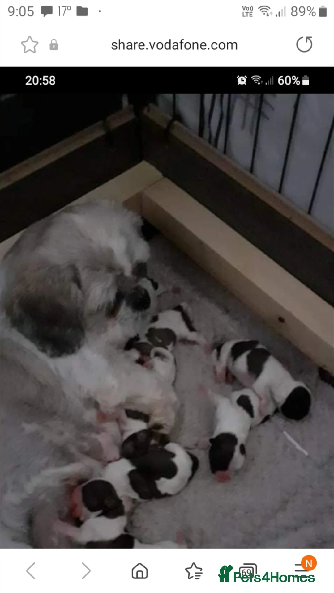 Shih Tzu dogs for stud: Stud dog in Bridgend - Advert 3