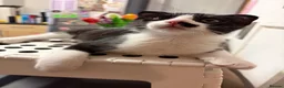 Scottish Fold cats for sale: LAST ONE Tuxedo Scottish Fold w half moustache!🥸  - Advert 3