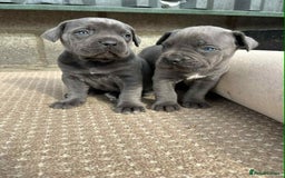 Cane Corso dogs for sale: Cane corso pups - Image 9