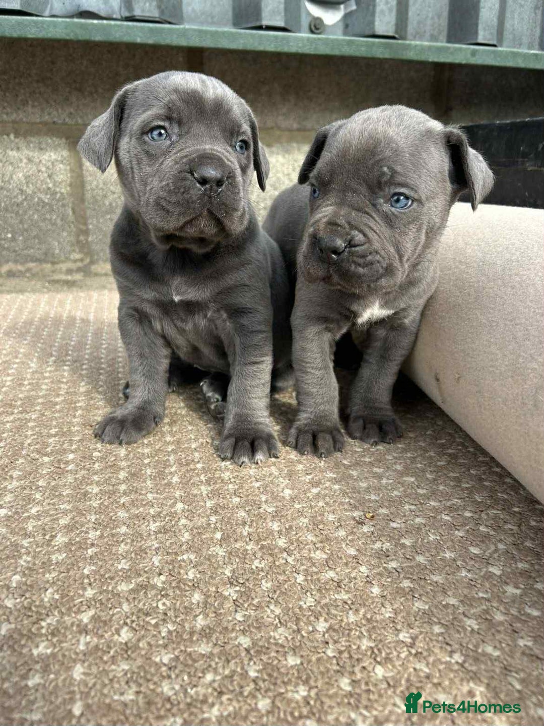 Cane Corso dogs for sale: Cane corso pups - Image 9