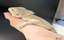 Bearded Dragon reptiles for sale: Witblits Bearded Dragon Babies ready now  - Image 5