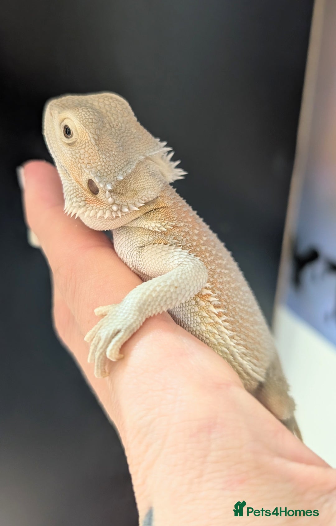 Bearded Dragon reptiles for sale: Witblits Bearded Dragon Babies ready now  - Image 5