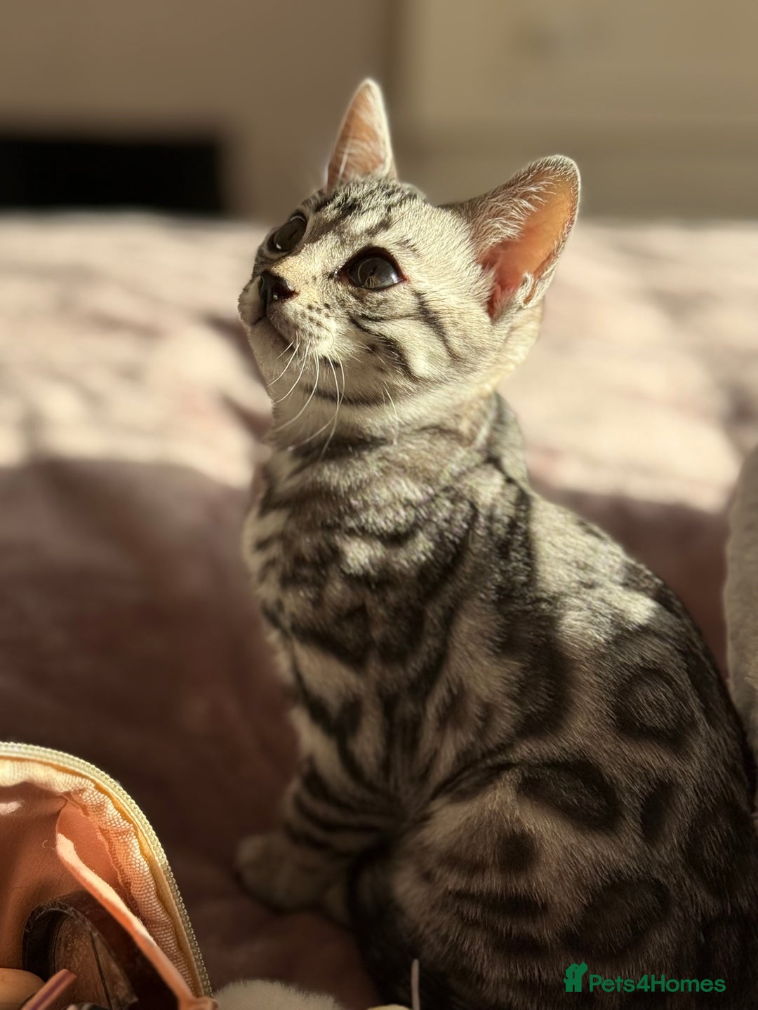 Bengal cats for sale: ⭐️Divine silver black spotted tabby bengal ⭐️ - Advert 5