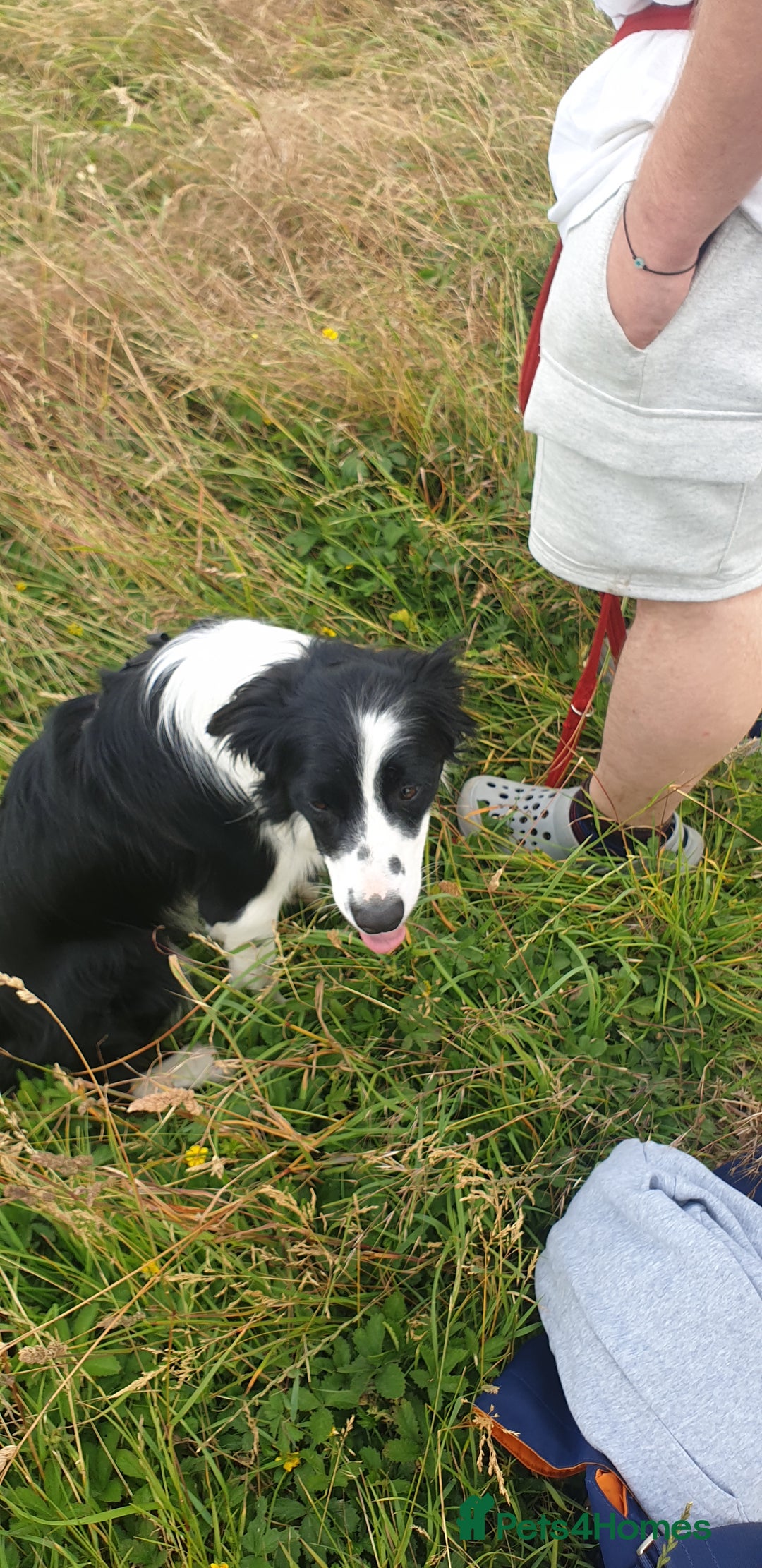 Border Collie dogs for sale: Male and female looking for loving home - Advert 12