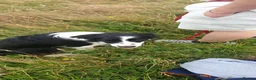 Border Collie dogs for sale: Male and female looking for loving home - Advert 12