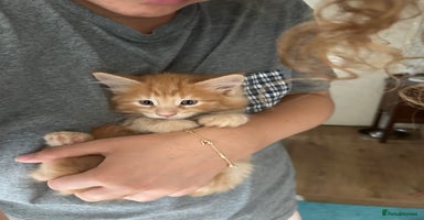 Mixed Breed cats - Advert 16