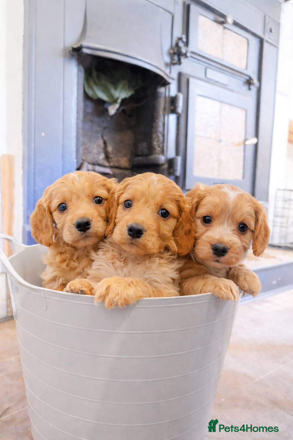 Cockapoo dogs F1 cockapoo puppies  - Advert 4