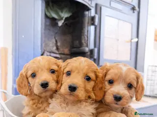 Cockapoo dogs F1 cockapoo puppies - Advert 4