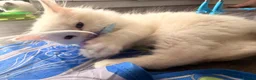 Ragdoll cats for sale: Four gorgeous Ragdoll kittens  - Advert 7