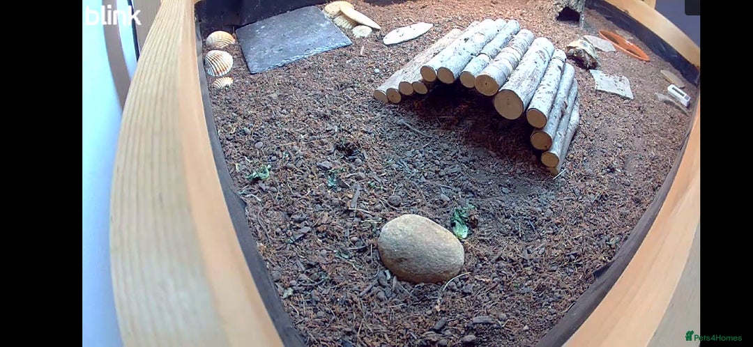 Tortoise reptiles for sale: Horsfield tortoise for sale - Image 5