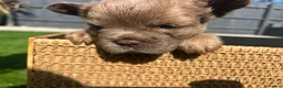 French Bulldog dogs for sale: Fluffy Frenchies  - Advert 35