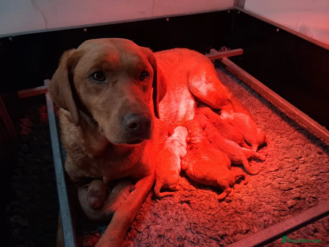 Labradoodle dogs for sale: Miniature Labradoodle Puppies for sale  - Advert 5