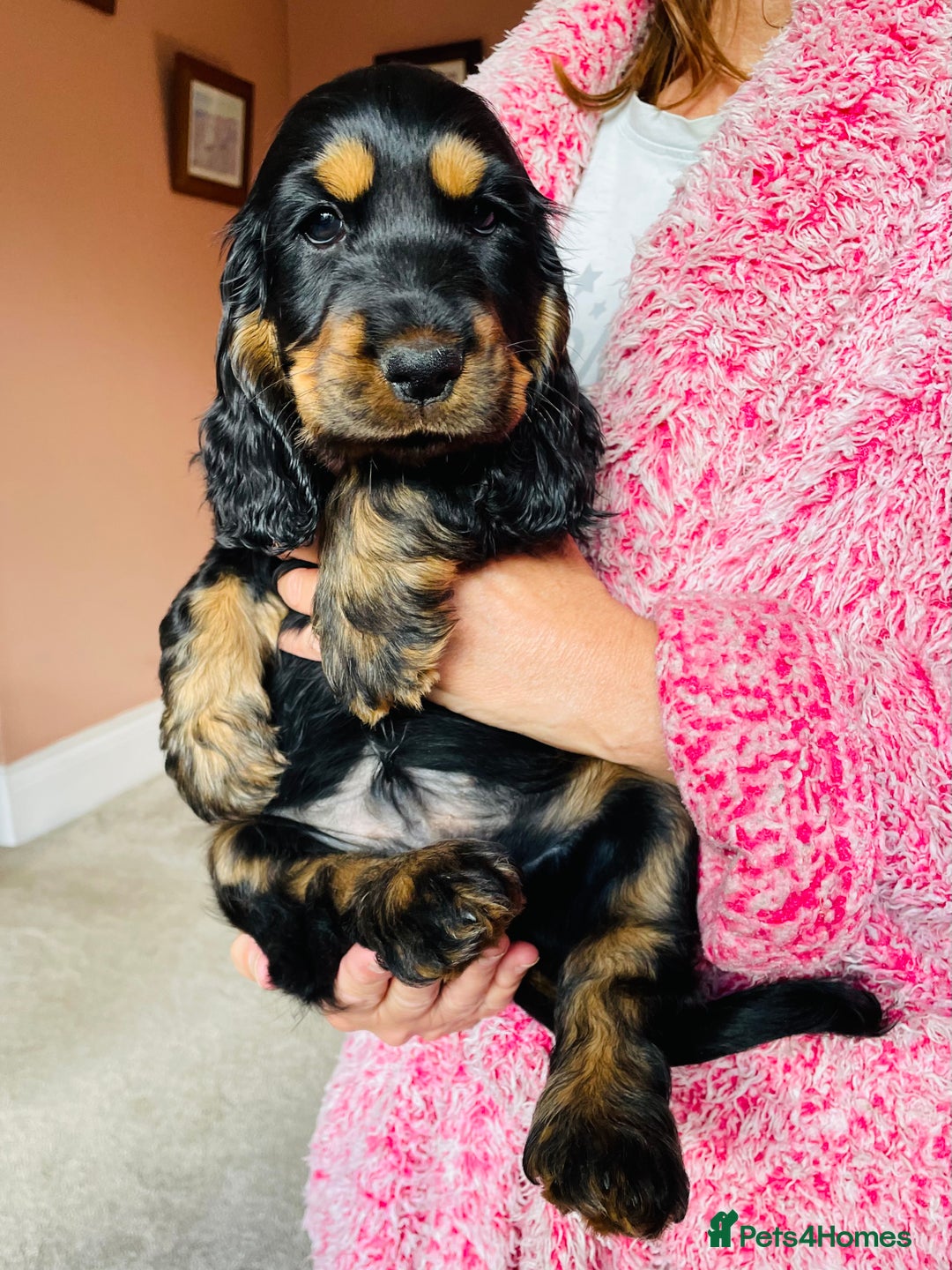 Cocker Spaniel dogs for sale: Top quality fully health tested show cocker pups - Image 12