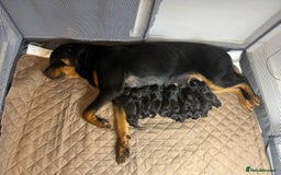 Mixed Breed dogs for sale: 11 adorable Rottador Labweiler puppies for sale   - Image 3
