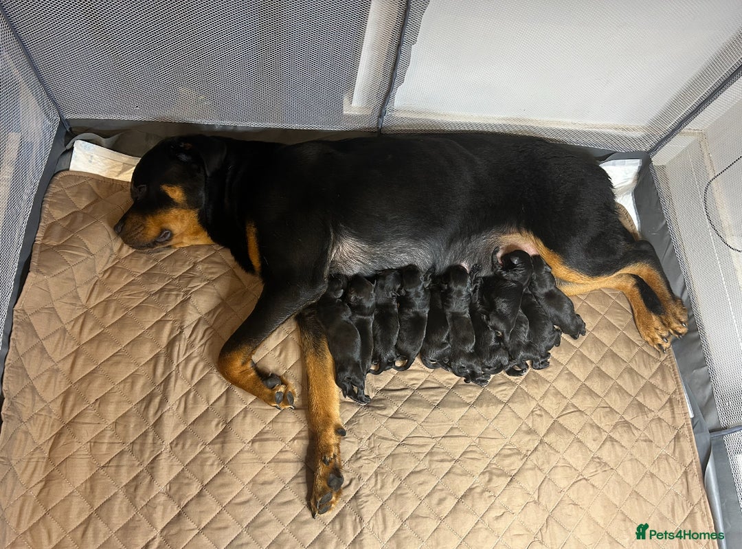 Mixed Breed dogs for sale: 11 adorable Rottador Labweiler puppies for sale   - Image 3