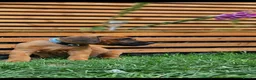 Rhodesian Ridgeback dogs for sale: Beautiful Rhodesian Ridgeback Puppies  - Advert 25