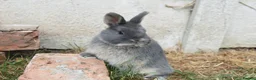 Netherland Dwarf rabbits for sale: ⭐️ Baby rabbits looking for new home ⭐️ - Advert 23