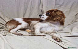 Cavapoo dogs for sale: Cavapoo puppies  - Image 22