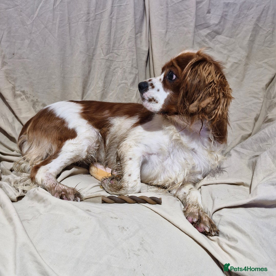 Cavapoo dogs for sale: Cavapoo puppies  - Image 22