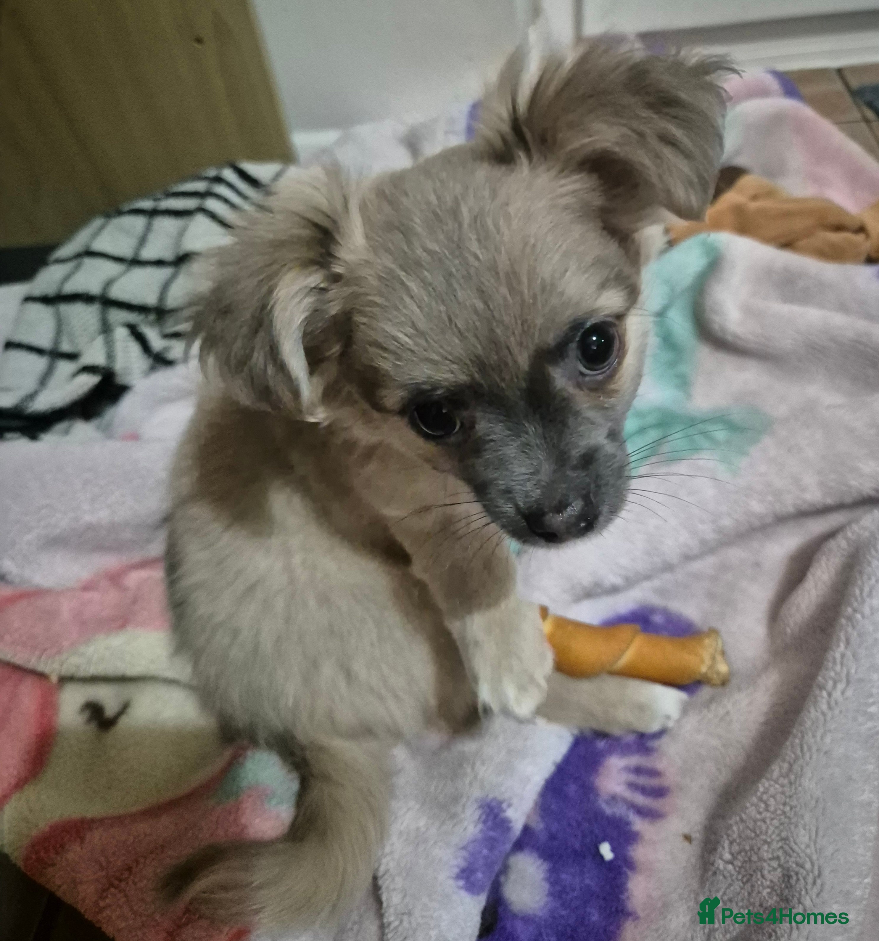 Chihuahua dogs Puppy  - Advert 11