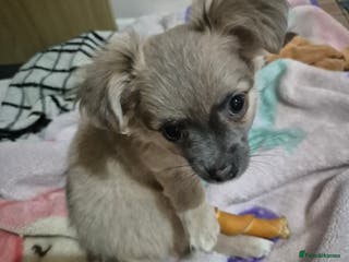 Chihuahua dogs Puppy - Advert 11