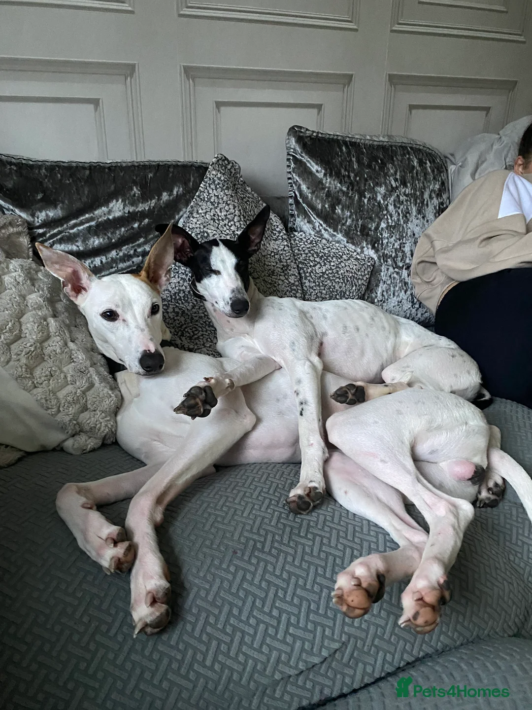 Lurcher dogs for stud: Stud dog  - Advert 2