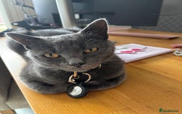 Russian Blue cats for sale: Gorgeous Russian 18 month male - Advert 8