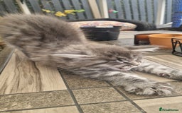 Maine Coon cats for sale: Mainecoon kitten - Image 10