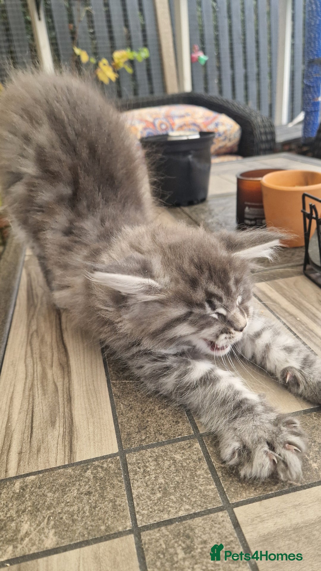Maine Coon cats for sale: Mainecoon kitten - Image 10
