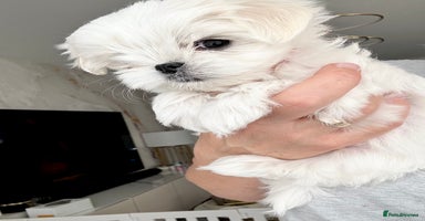 Maltese dogs - Advert 4