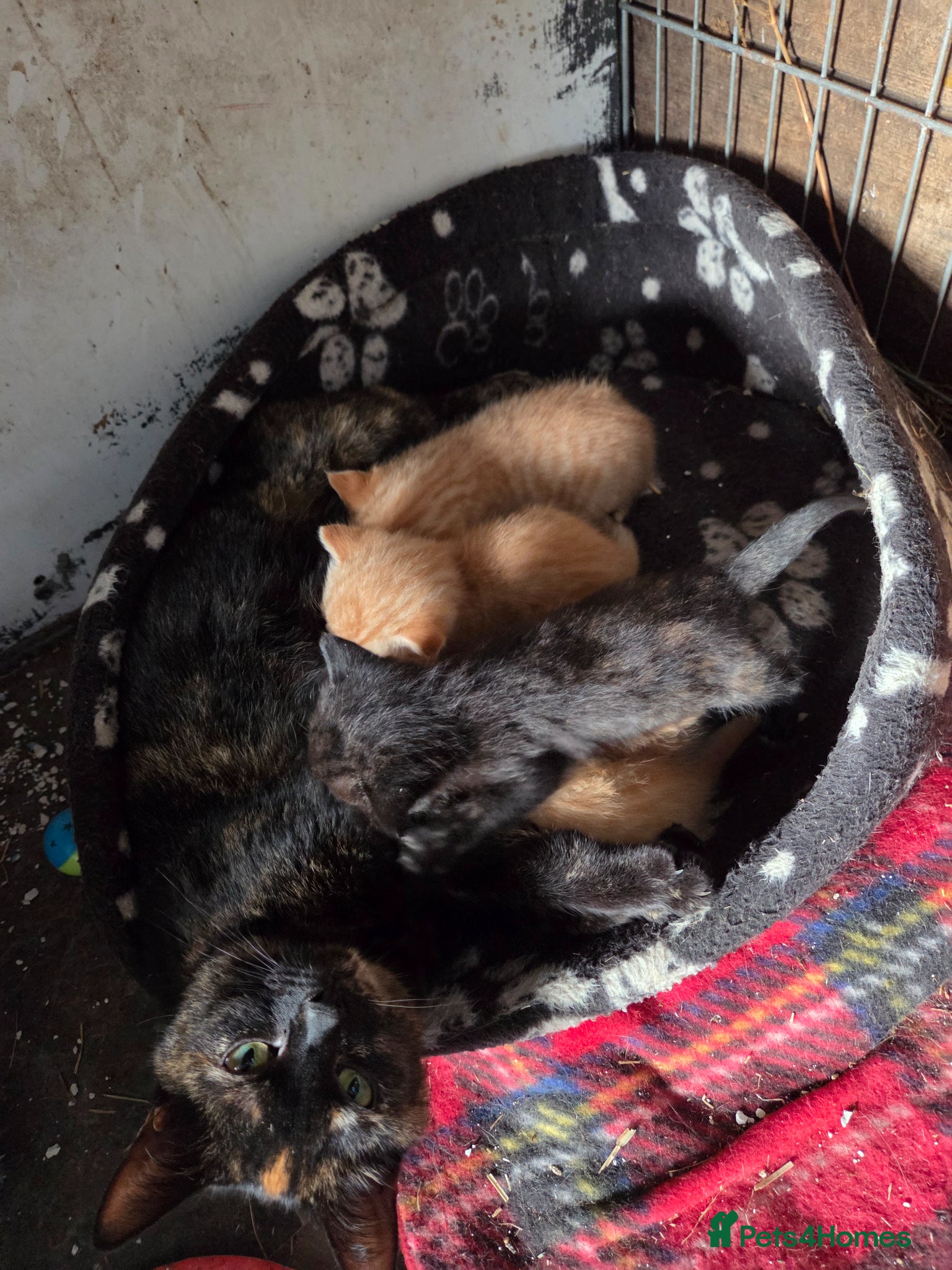 Mixed Breed cats for sale: Farm Kittens  - Advert 1