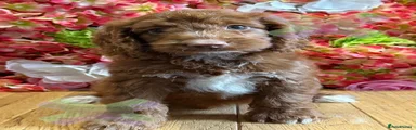 Cockapoo 4